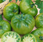 Green Giant Tomato Seeds – Large and Juicy Heirloom Variety - Dharaseeds