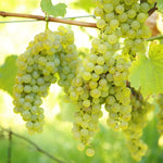 Green grape seedlings growing from Vitis vinifera seeds