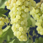 Green grape seeds Vitis vinifera for planting backyard vineyards
