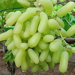 Green grape vines growing in full sun from Moon Drop seeds