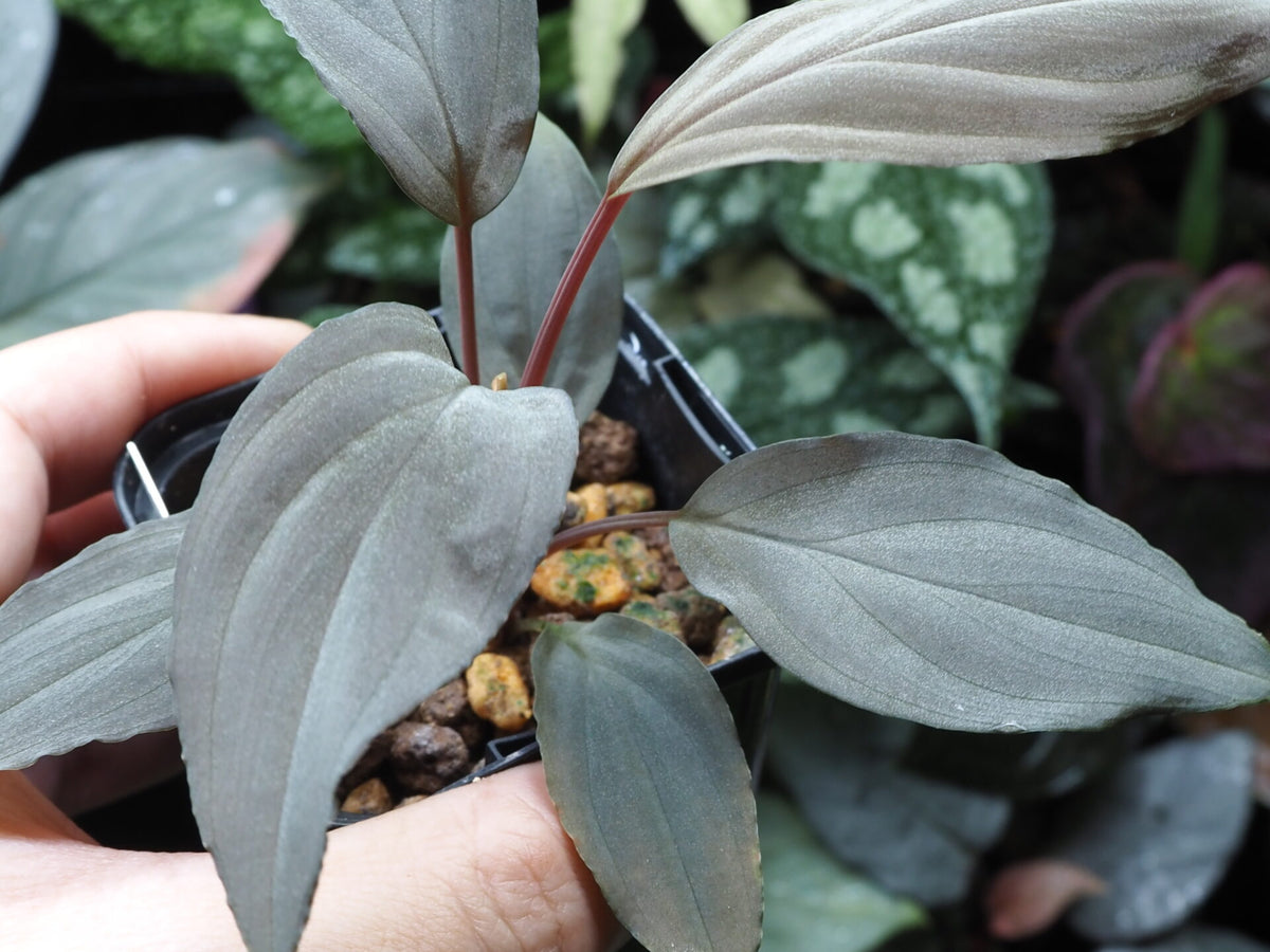 Green Humilis Silver plant Non-GMO seeds for ornamental gardening