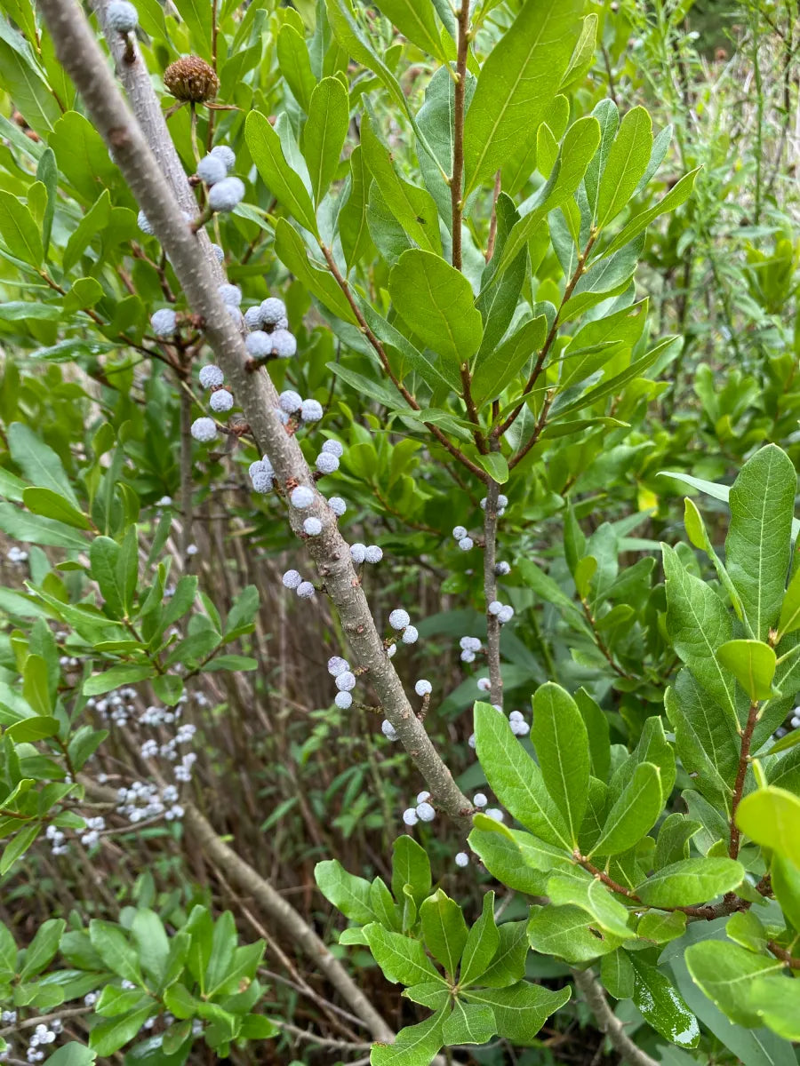 Green Myrica plant seeds ideal for wildlife-friendly garden areas