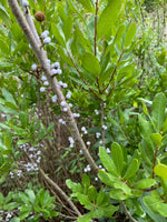 Green Myrica plant seeds ideal for wildlife-friendly garden areas