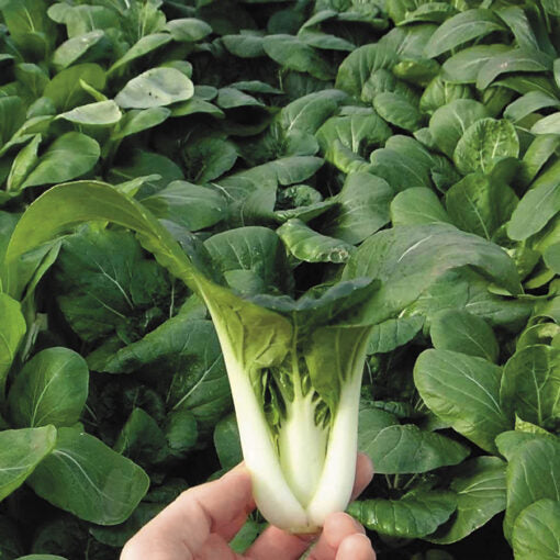 Green Pak Choi heirloom non-GMO organic garden seeds