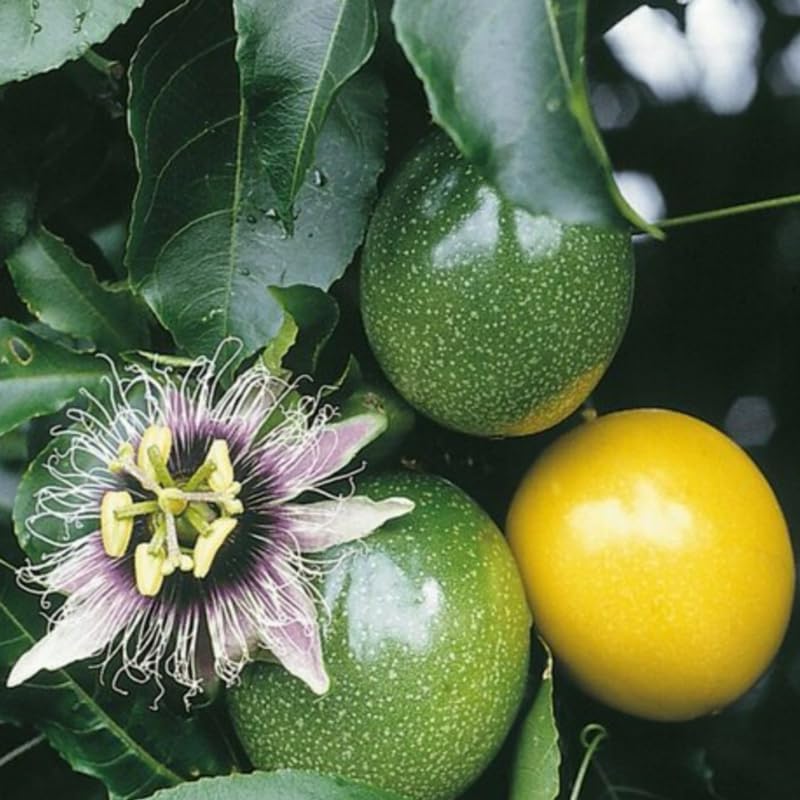 Green Passiflora vine seeds for trellises and fences