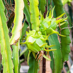 High germination Green Pitaya seeds for gardeners