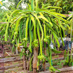 Green Pitaya seeds ideal for home garden planting