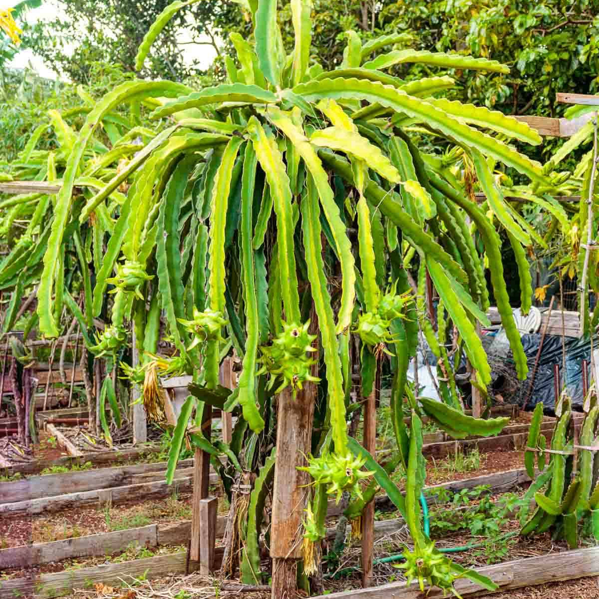 Green Pitaya seeds ideal for home garden planting