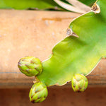 Green Pitaya seeds producing large flavorful fruits