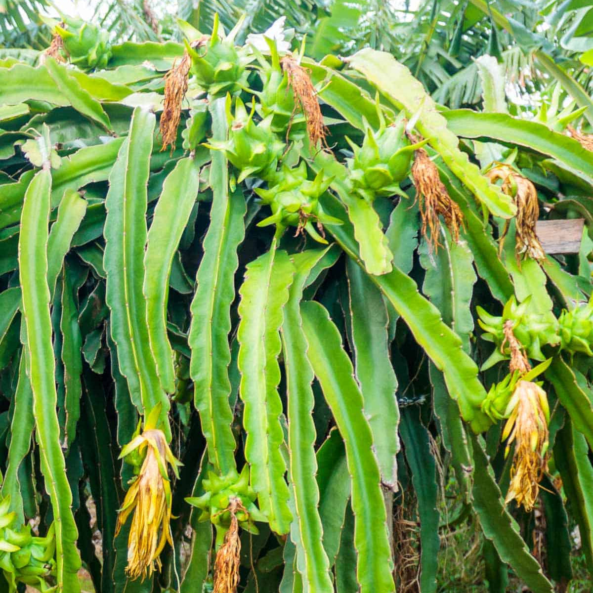 Green Pitaya seeds for growing tropical pitaya plants