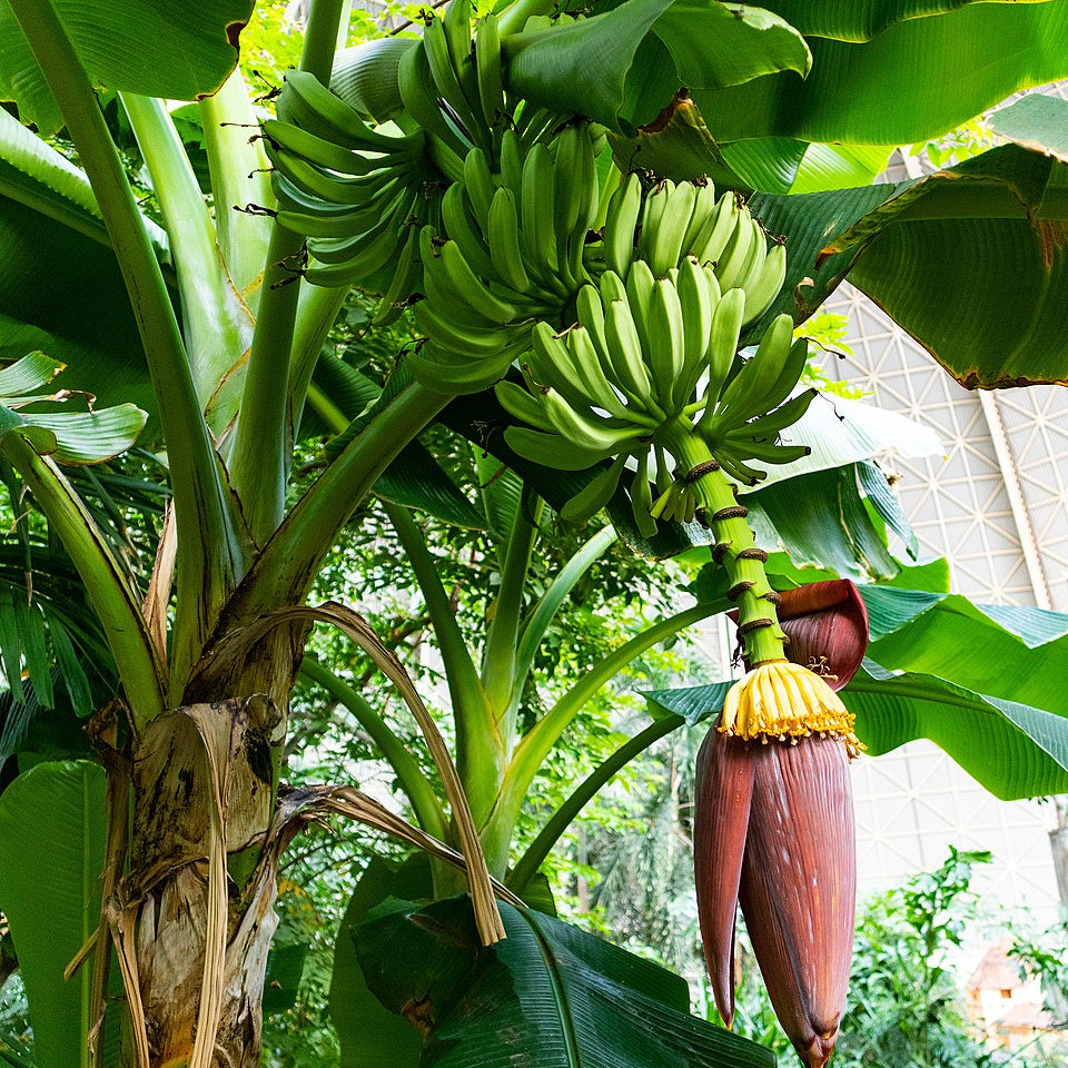 Green plantain seeds for planting in tropical home gardens