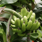 Non-GMO green plantain seeds for warm climate gardening