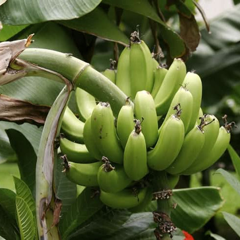 Non-GMO green plantain seeds for warm climate gardening