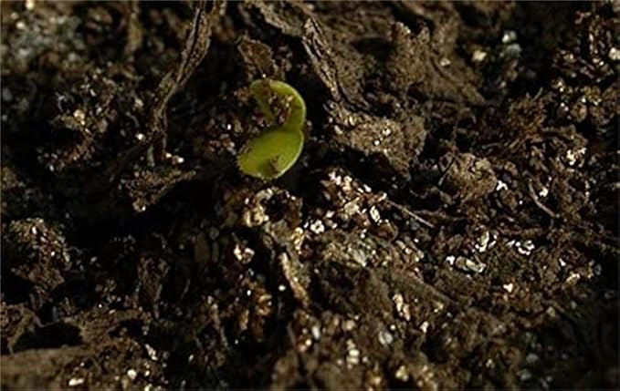 Green Rose Flower Seeds – Unique Rosette Blooms with Verdant Petals - Dharaseeds