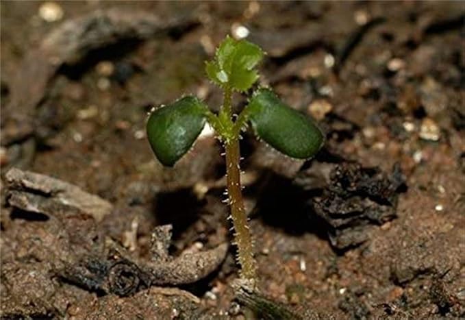 Green Rose Flower Seeds – Unique Rosette Blooms with Verdant Petals - Dharaseeds