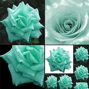 Green Rose Flower Seeds – Unique Rosette Blooms with Verdant Petals - Dharaseeds