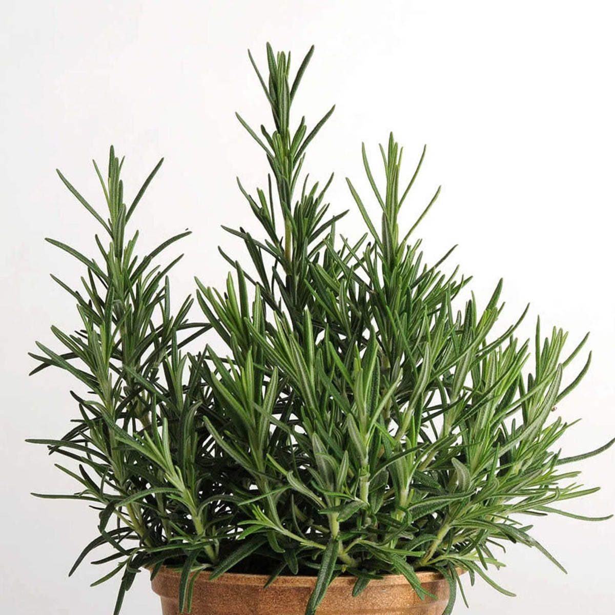 Green Rosemary seeds for culinary herb planting