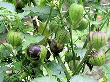 Green Tomatillo Seeds for Planting - 100 Pcs pcs - Dharaseeds