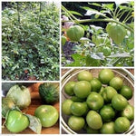 Green Tomatillo Seeds for Planting - 100 Pcs pcs - Dharaseeds
