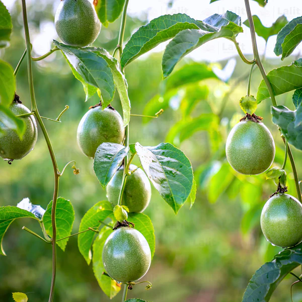 Green Variety Passion Fruit Seeds for Planting