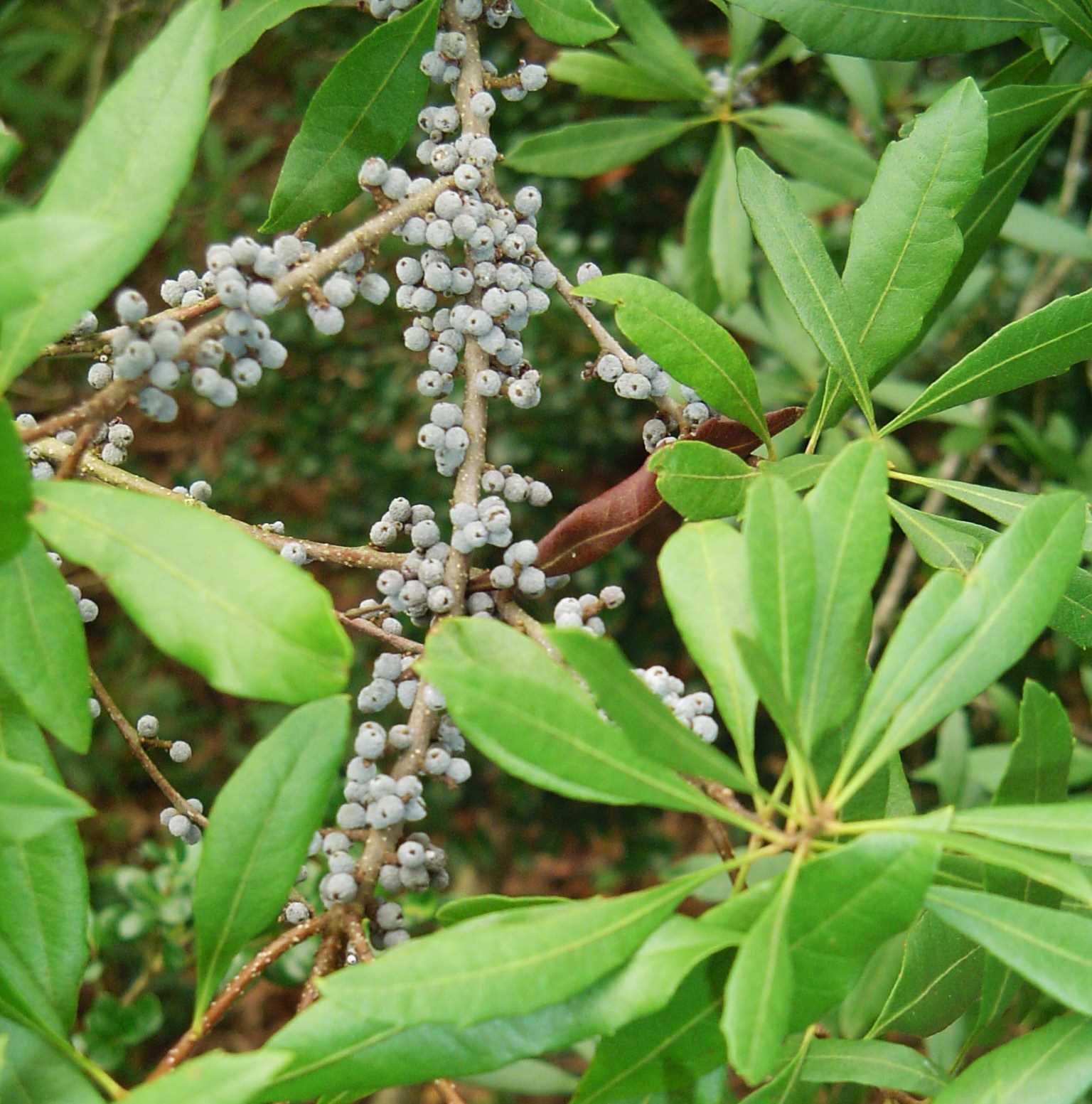 Closeup of Green Wax Myrtle plant seeds non-GMO heirloom