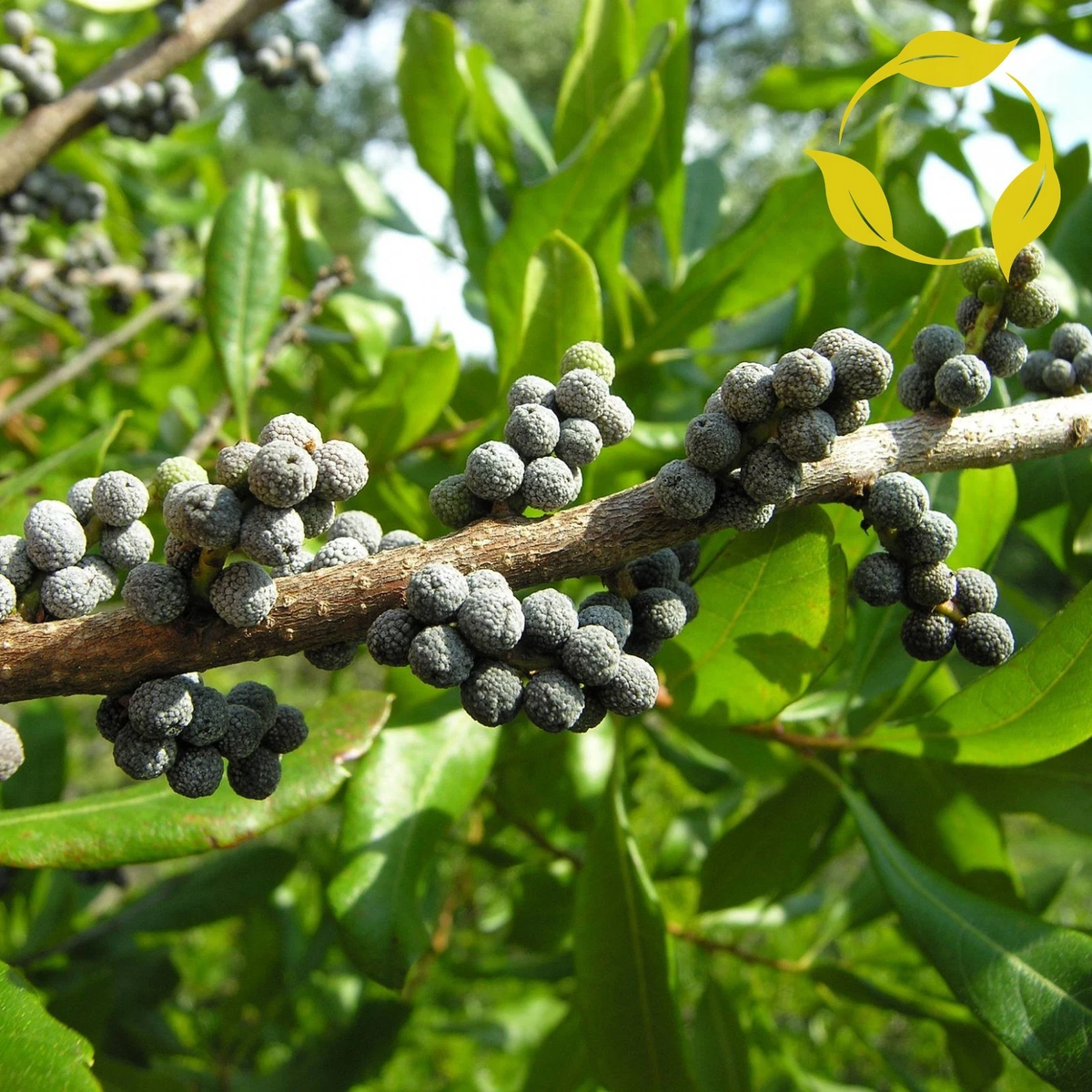 Green Wax Myrtle seeds for planting heirloom non-GMO