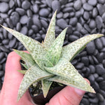 Green White Aloe Vera succulent seeds for planting in pots and gardens