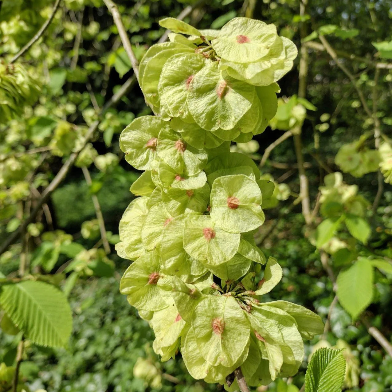 Elm tree seedlings growing from heirloom elm seeds