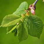 Green Winged Elm Seeds for planting, premium non-GMO elm tree seeds