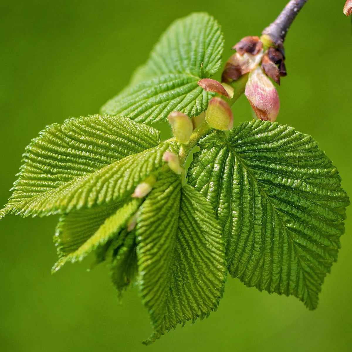 Green Winged Elm Seeds for planting, premium non-GMO elm tree seeds