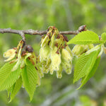Young Green Winged Elm tree grown from seeds