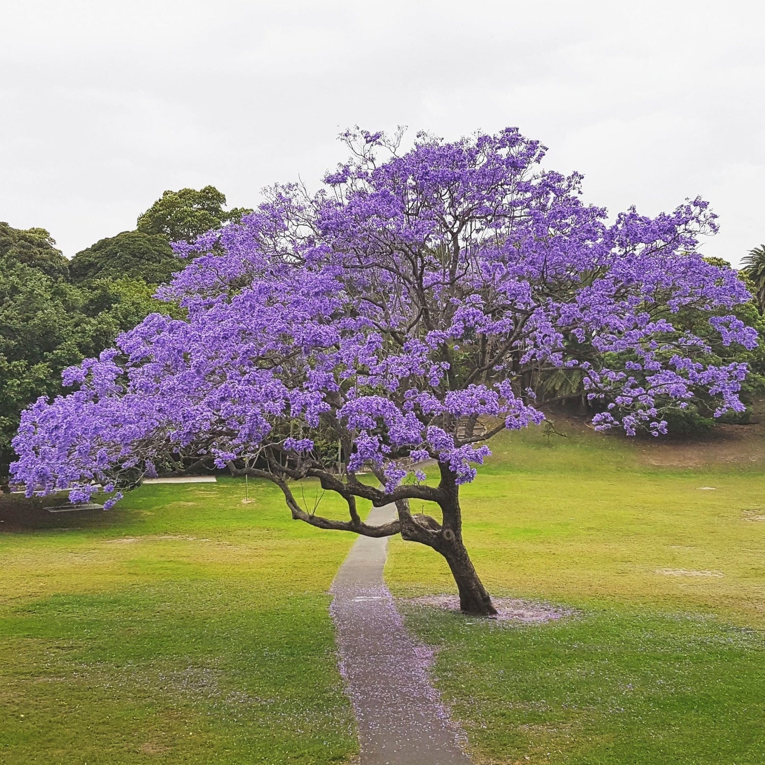 Jacaranda Trees