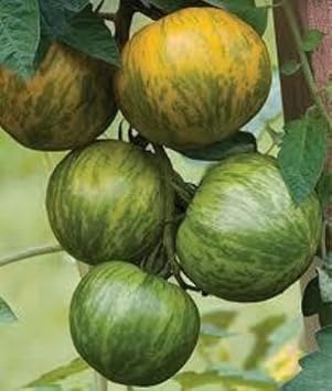 Green Zebra Tomato Seeds for Planting - 100 Pcs pcs - Dharaseeds