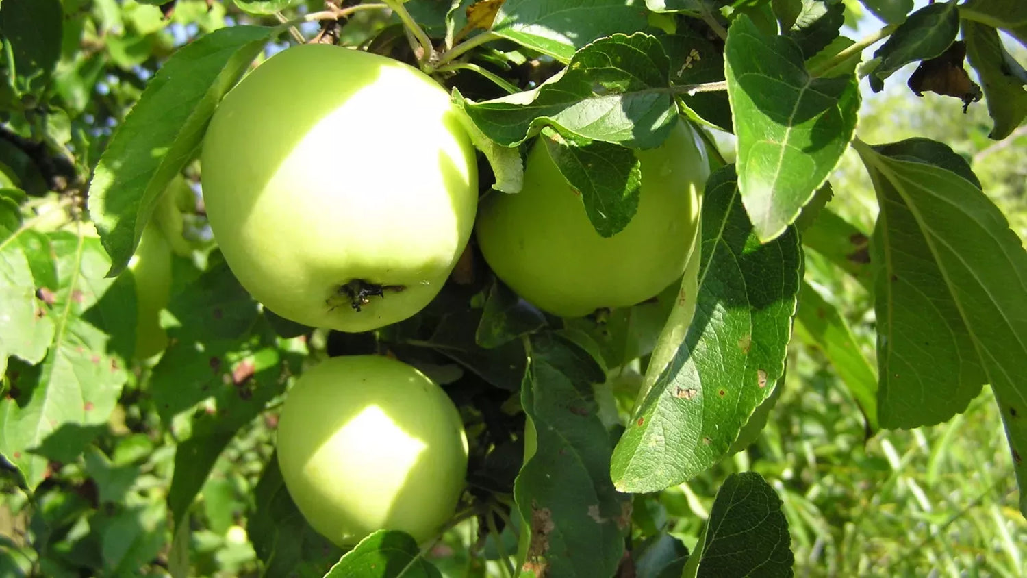 Green Apple Fruit Plant Seeds