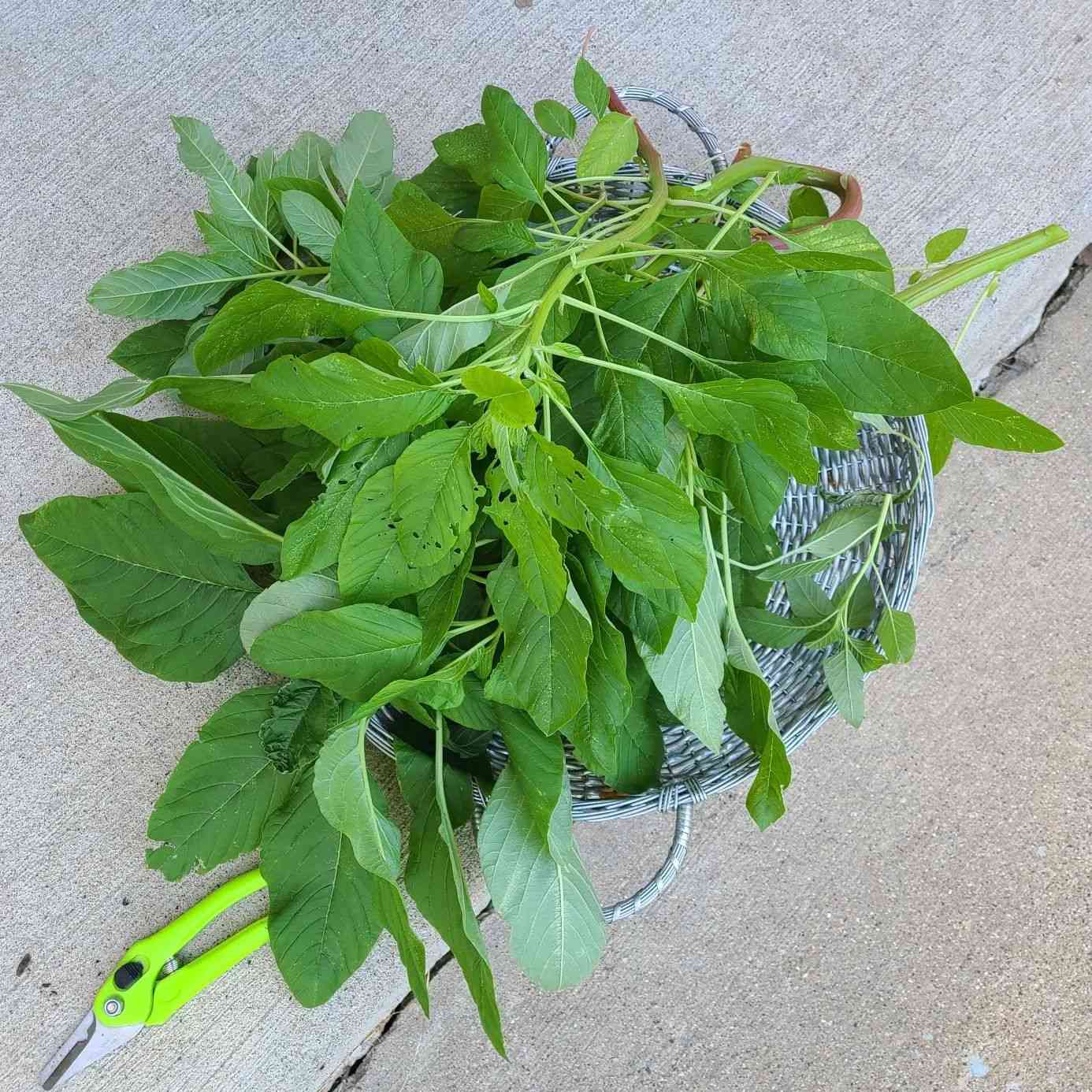 Green Callaloo Vegetable Seeds for Planting