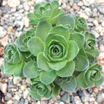 Aeonium dodrantale succulent seeds rosette green rose plant