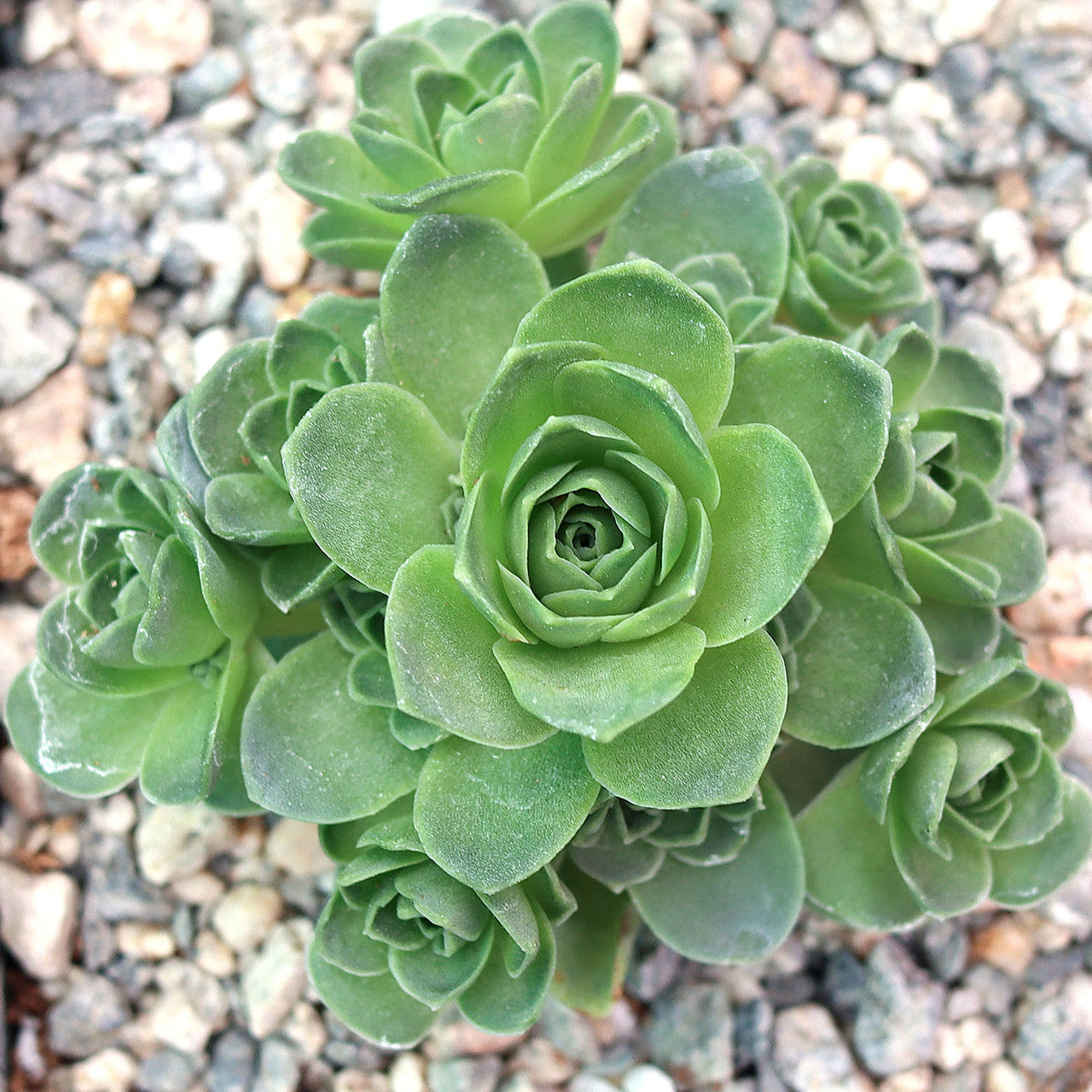 Aeonium dodrantale succulent seeds rosette green rose plant