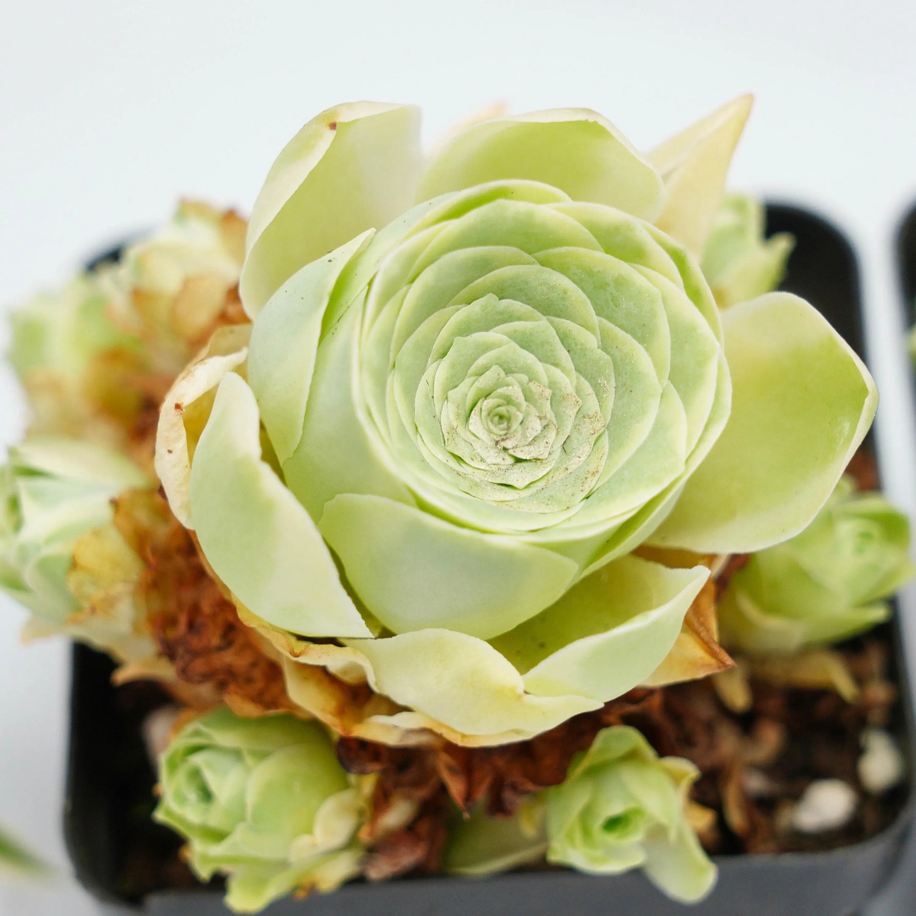 rose succulent seeds Greenovia Mountain Rose Aeonium dodrantale succulent plant seeds for indoor pots and containers