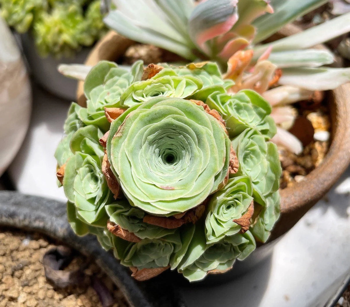 Greenovia Mountain Rose seeds for indoor container gardening