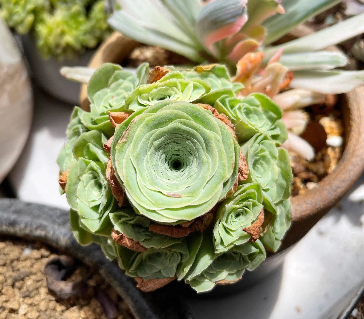 Greenovia Mountain Rose seeds for indoor container gardening