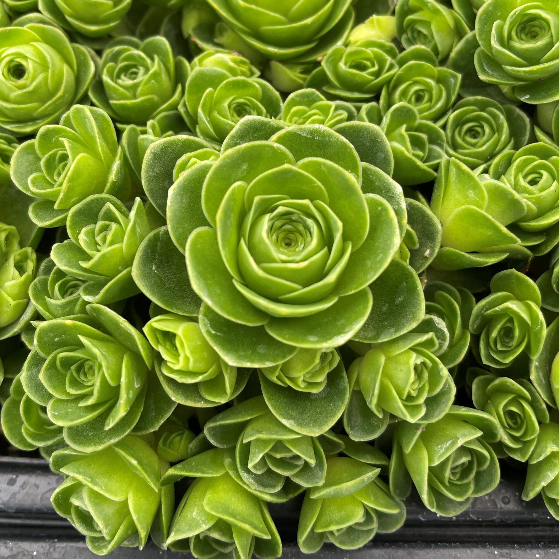 mountain rose succulent seeds Greenovia Mountain Rose Aeonium dodrantale succulent plant seeds for indoor pots and containers