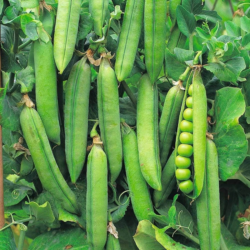 Pea Seeds for Planting