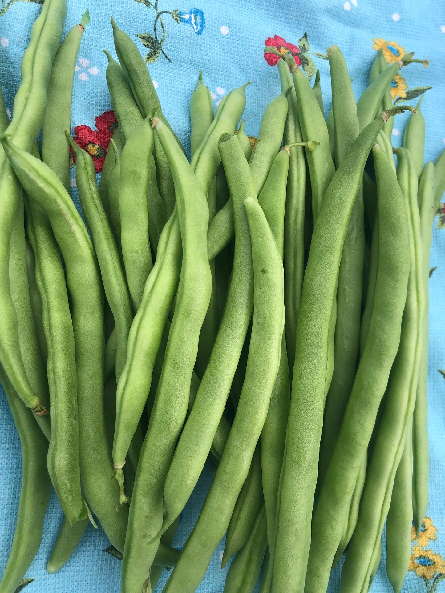 Stardust Bean Seeds | White-Podded Productive Bush Beans – Heirloom, Non-GMO, High Germination Organic Garden Seeds