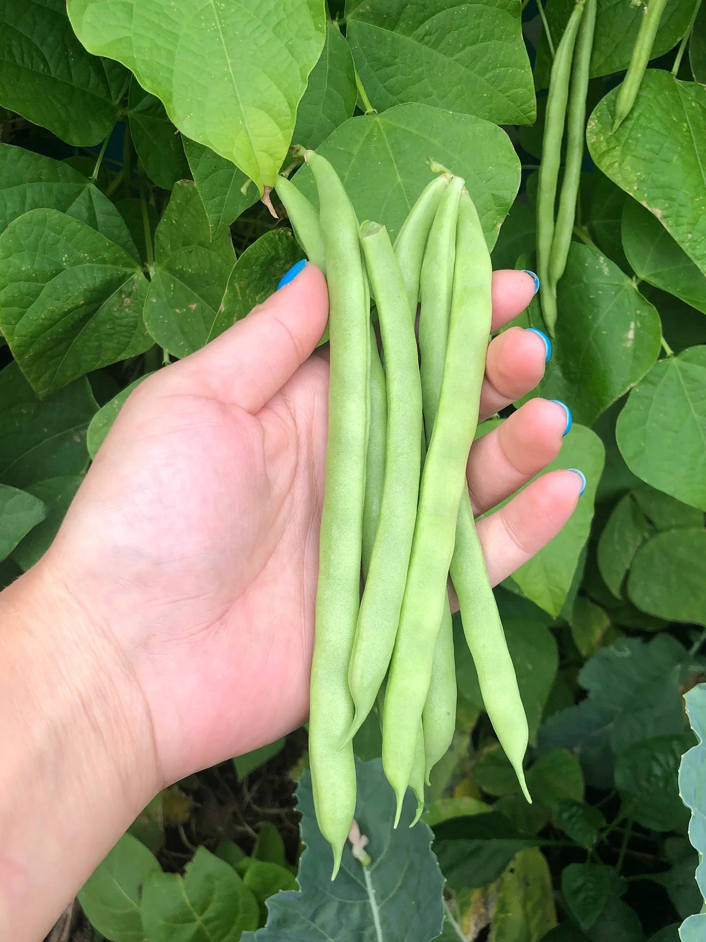 Stardust Bean Seeds | White-Podded Productive Bush Beans – Heirloom, Non-GMO, High Germination Organic Garden Seeds
