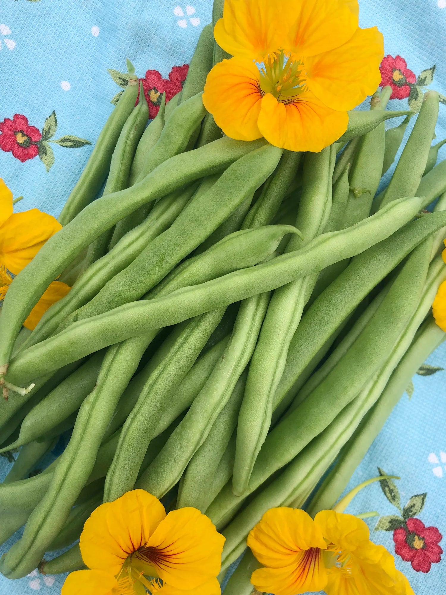 Stardust Bean Seeds | White-Podded Productive Bush Beans – Heirloom, Non-GMO, High Germination Organic Garden Seeds