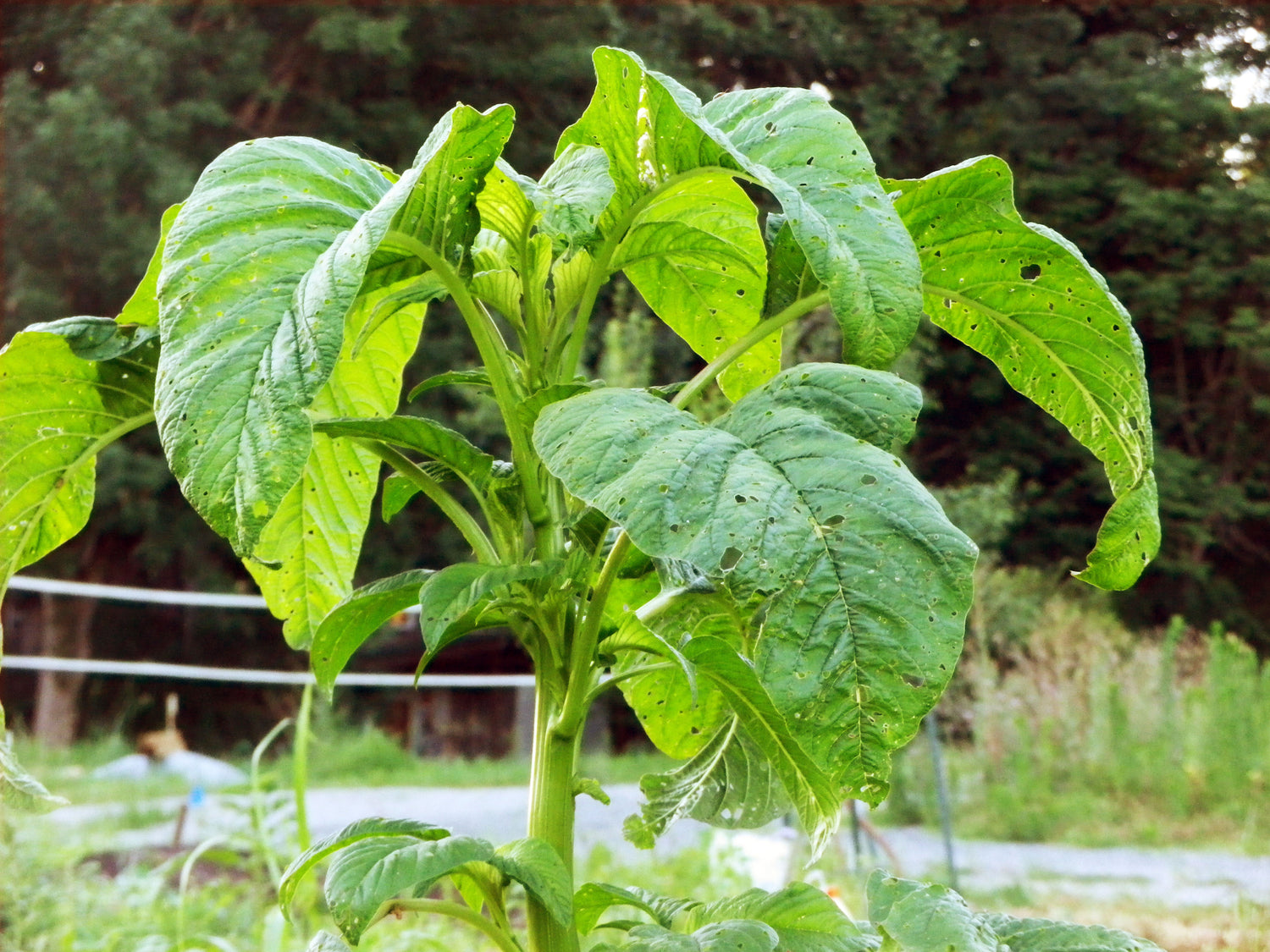 Green Callaloo Vegetable Seeds for Planting