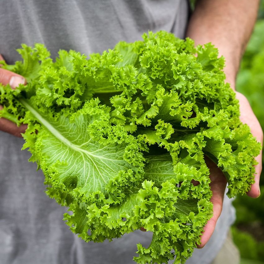 Southern Giant Curled Mustard Seeds | Spicy Frilled Mustard Greens – Heirloom, Non-GMO, High Germination Organic Garden Seeds
