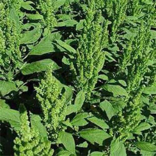 Amaranthus Green Thumb Ornamental Seeds