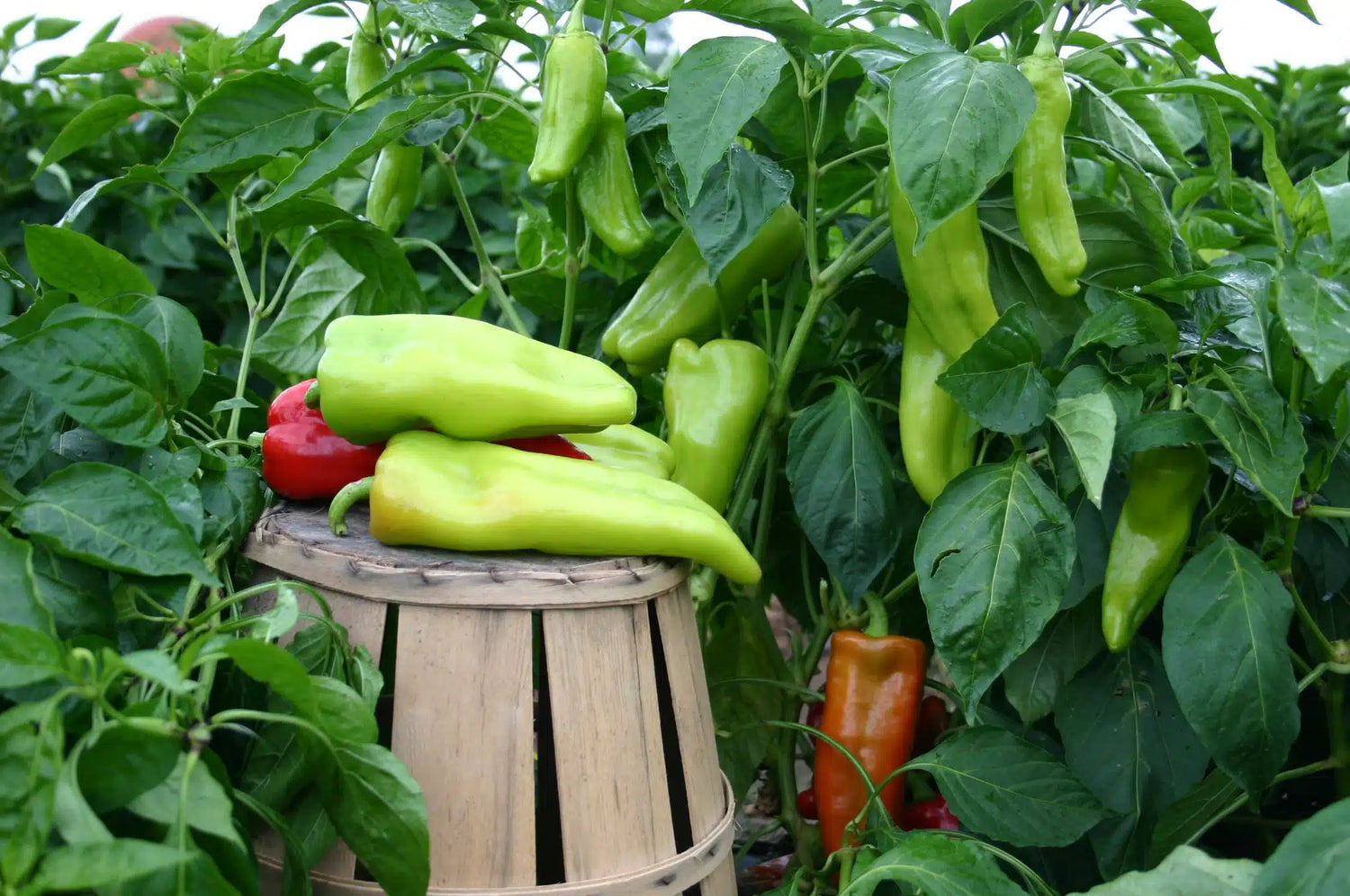 Grenada Hybrid Pepper Seeds | Sweet Red Elongated Garden Peppers – Heirloom, Non-GMO, High Germination Organic Garden Seeds