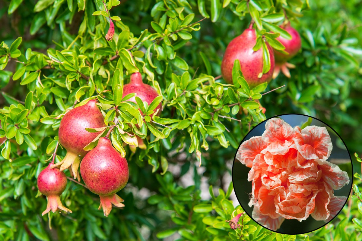 Grenadier Apple (Malus domestica)